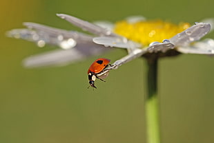 close-up photography of red and black bug on white Daisy flower