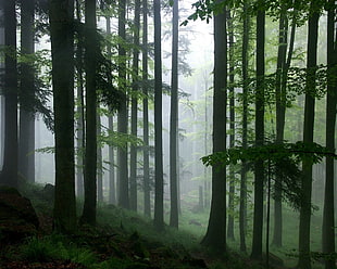 forest covered with fog