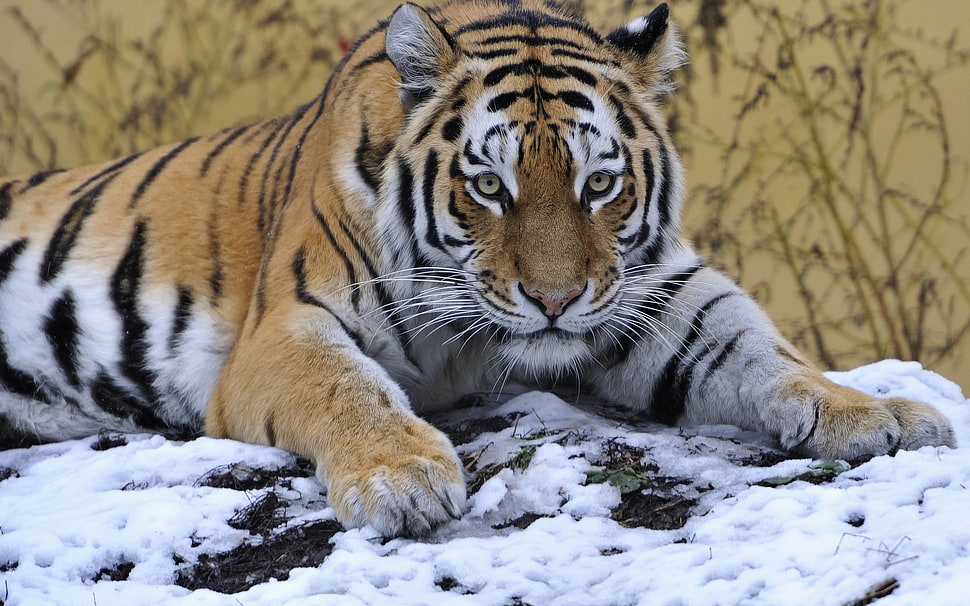 tiger photo HD wallpaper
