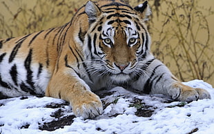 tiger photo