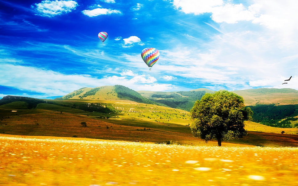 green leafed tree, landscape, sky, hot air balloons HD wallpaper