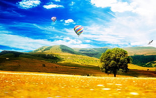 green leafed tree, landscape, sky, hot air balloons