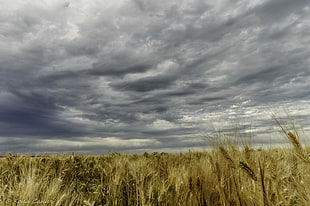 brown grass field under stratus clouds, wheat HD wallpaper