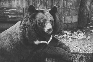 grayscale photo of bear