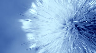white flower in closeup photo