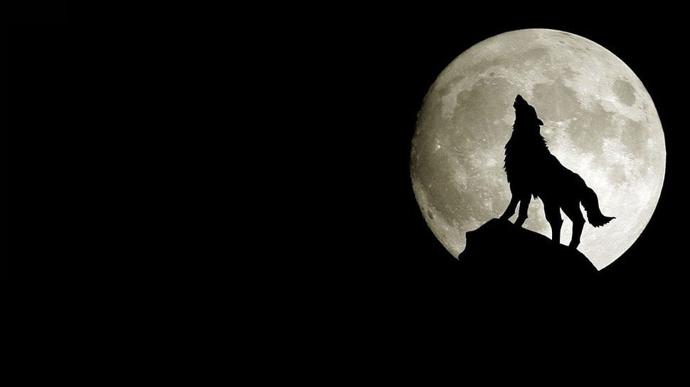 silhouette of wolf HD wallpaper