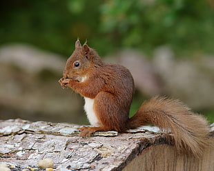 closeup photography of Squirrel sitting on bark of the tree