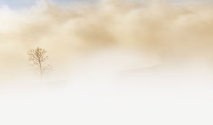photo of tree during sandstorm HD wallpaper