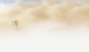 photo of tree during sandstorm