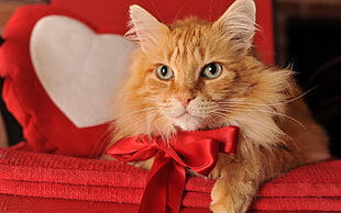 orange tabby cat on red couch HD wallpaper