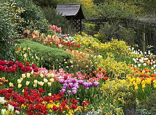 photo of flower garden