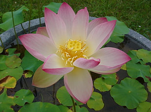 white-and-pink Lotus flower
