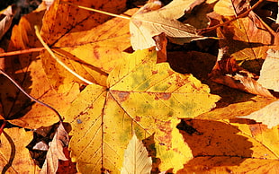 closeup photo of brown maple leaves