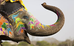 gray elephant, animals, elephant, body paint, Holi HD wallpaper