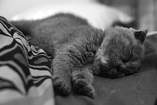 short fur cat sleeping on textile