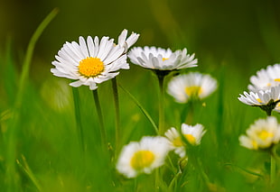 white Chamomile flowers in bloom during daytime HD wallpaper