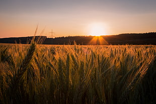 wheat field under sunny sky HD wallpaper