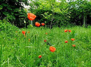 orange petaled flowers surrounded by grasses