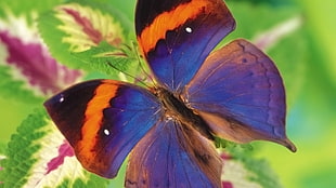 multicolored butterfly on green leaf plant in shallow focus photography