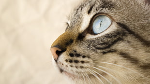 brown cat, cat, blue eyes, whiskers, animals
