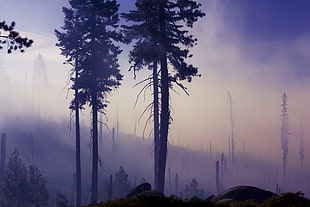 foggy mountain surrounded by trees photo