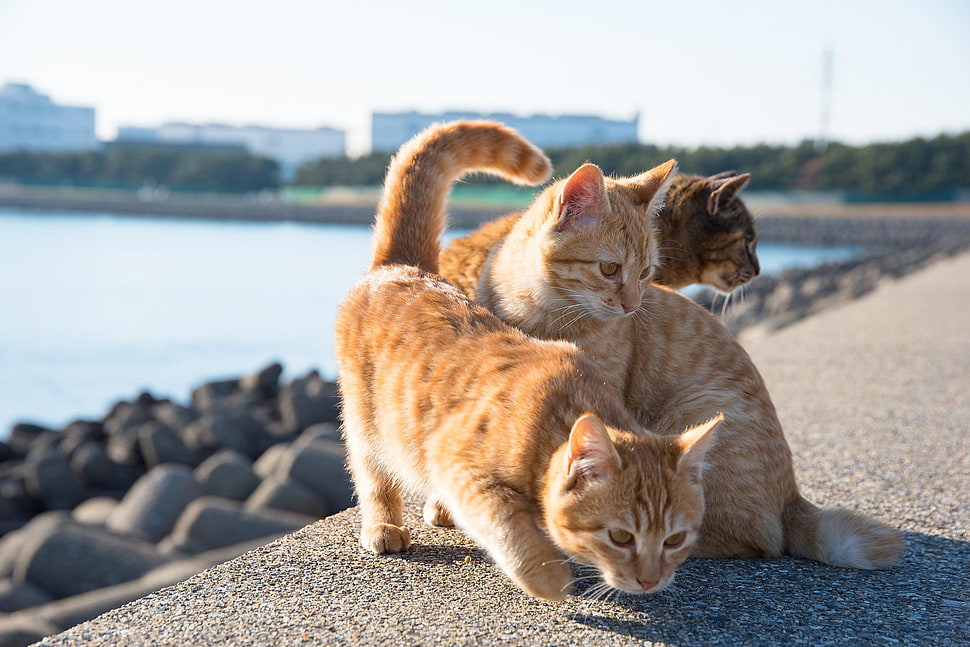 four short-fur orange cats, cat, animals HD wallpaper