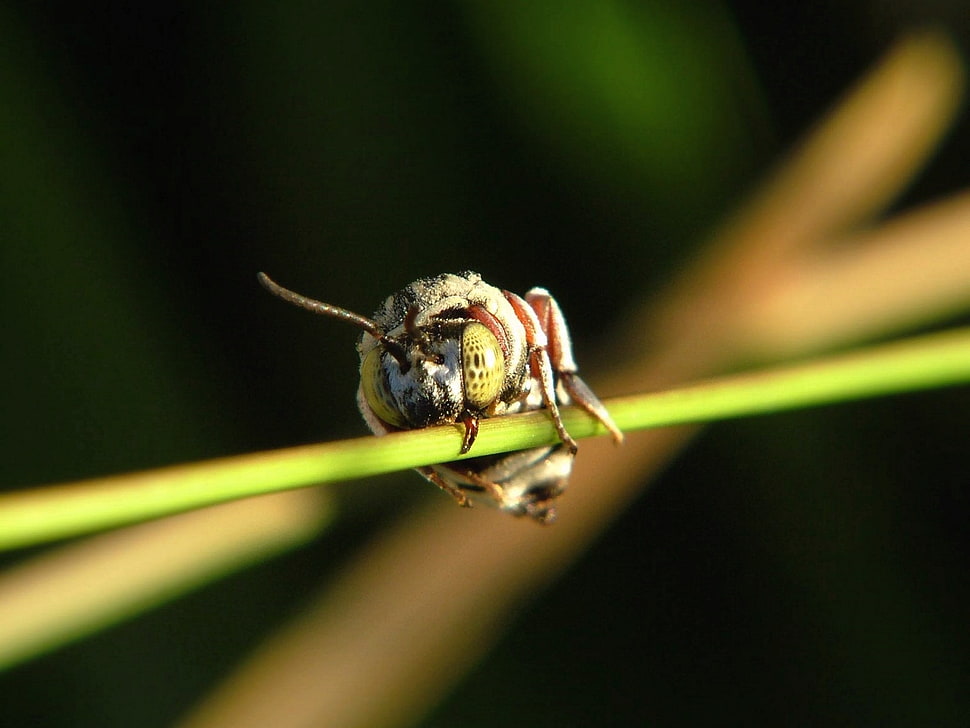 white and black spider on stem HD wallpaper