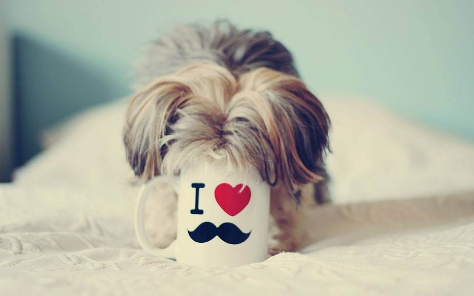 brown and white Shih Tzu puppy HD wallpaper