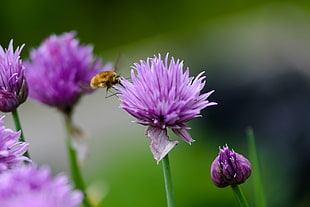 yellow bee sucking nectar on purple allium HD wallpaper