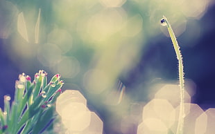 bokeh photography of water dew on green stem