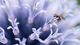 close-up photo of brown fly on purple petaled flowers, echinops ritro