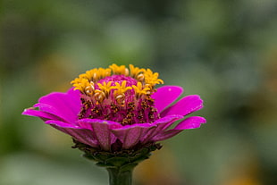 purple zinnia flower in close up photography