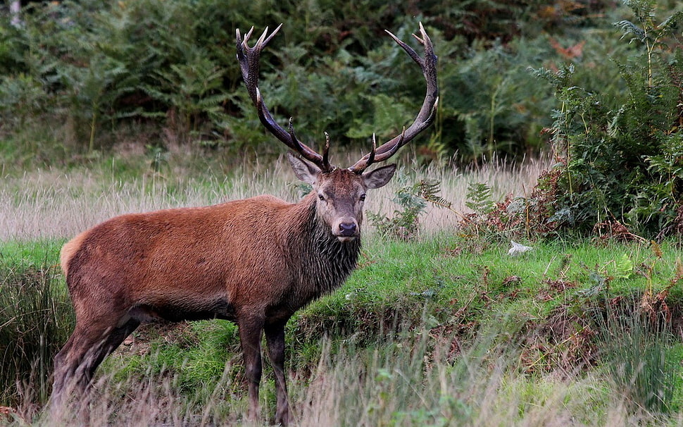 brown deer, animals, deer HD wallpaper
