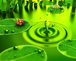 red and white ladybug on leaf near body of water HD wallpaper