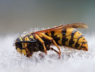paper wasp closeup photography