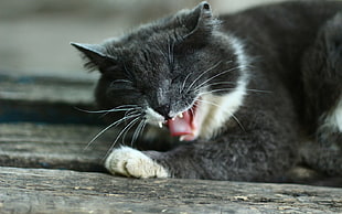 shallow focus photography of gray and white cat
