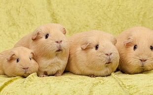 four beige Hamsters
