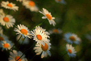 white-and-yellow English daisies selective focus photography