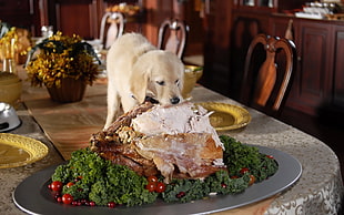 yellow Labrador Retriever puppy on table while eating prk
