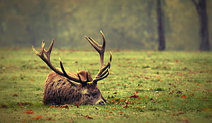 brown deer, animals HD wallpaper