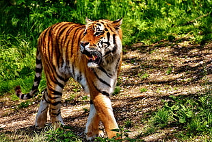 Tiger in forest HD wallpaper