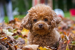 brown Toy Poodle puppy during daytime HD wallpaper