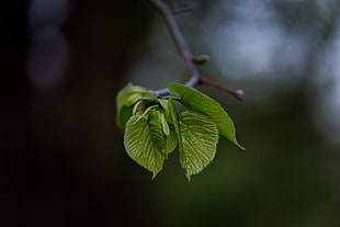 green leaf plant, Leaves, Twig, Blur HD wallpaper