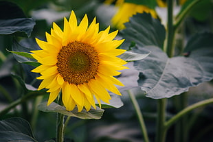 shallow focus photography of sun flower