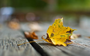 selective focus photography of withered maple leaf