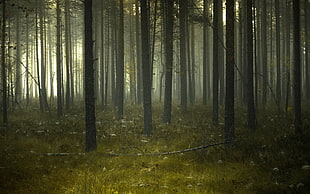 forest with fog during daytime