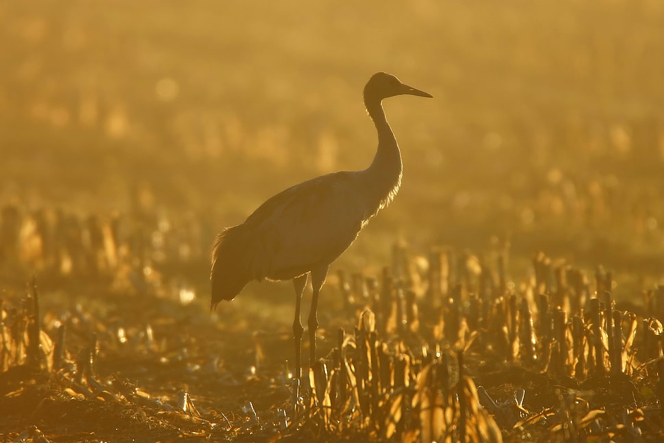 brown animal standing during sunrise HD wallpaper
