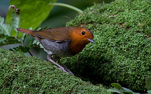 red and grey bird on green mossy stone