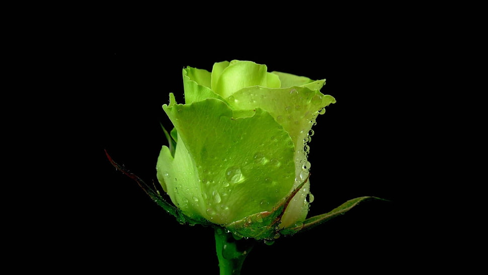 macro shot of green flower HD wallpaper