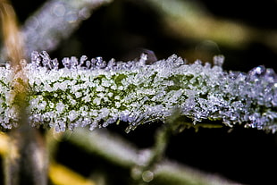 macro photography of plant, grass